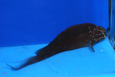 TOP 50 Tribal Blenny - Ecsenius spp.