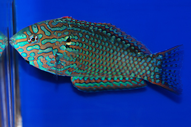 TOP 50 Male Ornate Leopard Wrasse - Macropharyngodon ornatus
