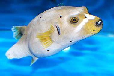 Tail-less Dogface Pufferfish - Arothron nigropunctatus