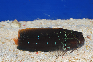TOP 50 Tribal Blenny - Ecsenius spp.