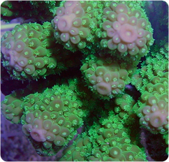 Green Acropora