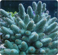 Turquoise Acropora