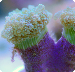 Branch Frogspawn Coral