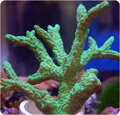 Hydnophora-Branching, Knob Coral - Hydnophora grandis