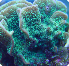 Lettuce_Coral_ps.jpg