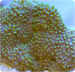 Blue Beetle Encrusting Montipora