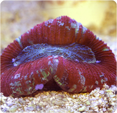 Red Open Brain Coral 