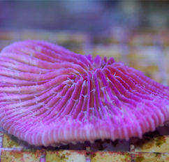 Pink Fungia Species