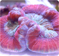 Wellsophyllia Wellsophyllia