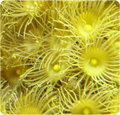 Yellow Polyp