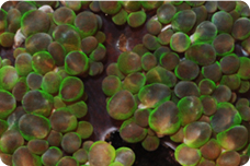 lps corals