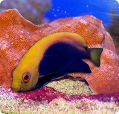 african flameback angelfish african