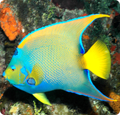 Queen Angelfish Holacanthus Ciliaris,How To Make An Omelette With Cheese