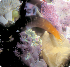 bicolor blenny care