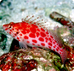 Hawkfish | Coral Hawkfish Pixy Hawkfish Cirrhitichthys Oxycephalus Hawkfish | Coral Hawkfish Pixy Hawkfish Cirrhitichthys Oxycephalus