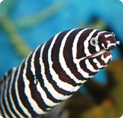 Zebra Eel - Gymnomuraena zebra