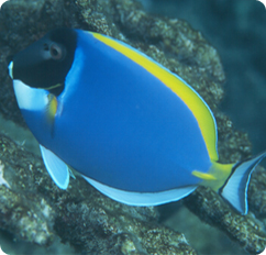 Powder Blue Tang