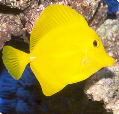 Yellow Tang