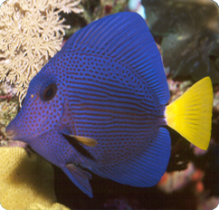 Purple Tang (Zebrasoma xanthurum)