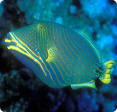 undulate triggerfish orangelined triggerfish