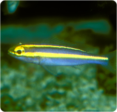 Banana Fish Pentapodus Caninus