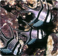 Banggai Cardinalfish