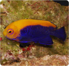 brazilian flameback angelfish fireball