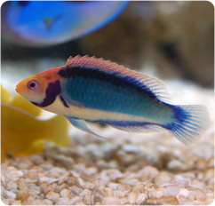 Clown Fairy Wrasse