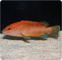 Coney Grouper, Leopard Hind - Cephalopholis fulva
