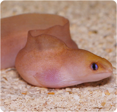 golden dwarf moray eel golden moray eel gymnothorax melatremus