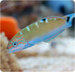 Lunare Wrasse