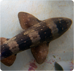 Whitespotted Bamboo Shark  Bamboo Shark  Chiloscyllium 