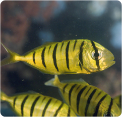 Golden Jack, Pilotfish - Gnathanodon speciosus