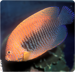 potters angelfish care