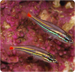 red spot cardinalfish apogon