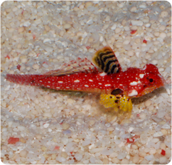 ruby red scooter dragonet