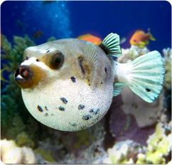 dog puffer fish