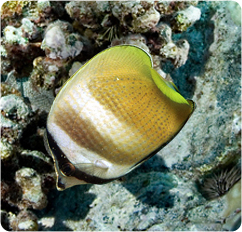 Chaetodon Kleinii