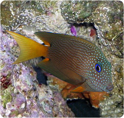 Blue Eye Tang