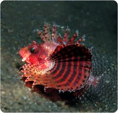 What is a dwarf lionfish?