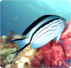 Female Lamarck's Angelfish