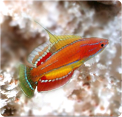  McCoskeri Flasher Wrasse 