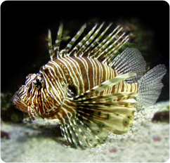 Lionfish