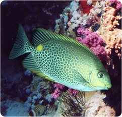 Orange Spot Rabbitfish