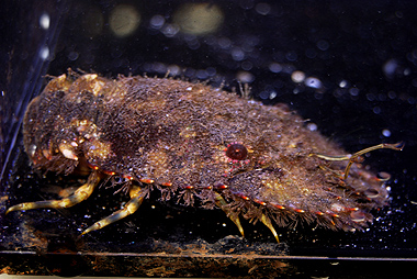 First record and distributional extension to Rapa Nui (Easter Island) of  the slipper lobster Scyllarides haanii (Crustacea, Decapoda, Scyllaridae)