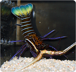 Blue Lobster, Spiny Lobster - Panulirus versicolor