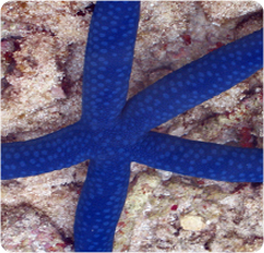 Blue Linckia Starfish