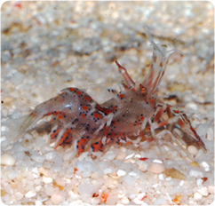 Bongo Shrimp - Phyllognathia ceratophthalma