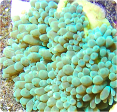 Bubble Anemone - Green, Bulb Anemone - Entacmaea quadricolor