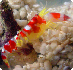 Candy Stripe Pistol Shrimp (Alpheus spp.)